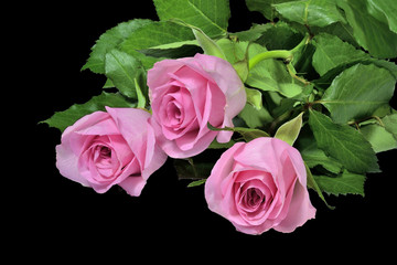 Pink roses bouquet on a black background.