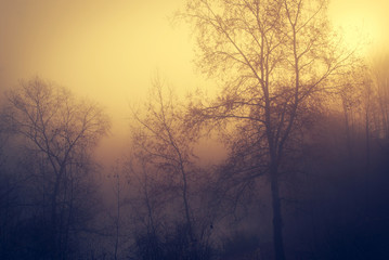 Obraz na płótnie Canvas Mystic forest a foggy day