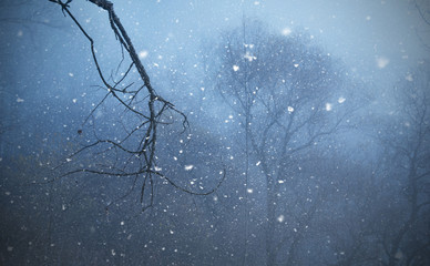 The snow falls in the mystic wild forest