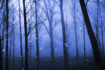 The snow falls in the mystic wild forest