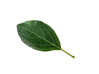 Obraz premium Plum leaves isolated on a white background. Leaf from an plum tree cut from background