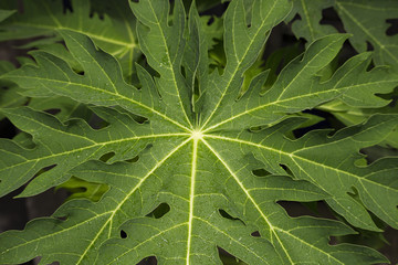 papaya leaf with water drop.