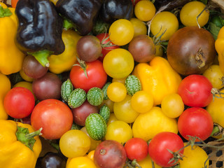 Background of the assorted raw organic vegetables. Red, brown and yellow tomato with purple peppers and green cucumbers.