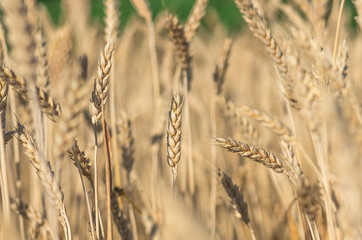Obraz premium organic golden ripe ears of wheat in field
