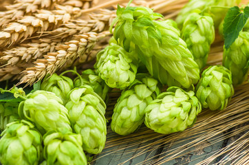 Green hops, malt, ears of barley and wheat