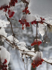 viburnum shrub berries ice and snow covered