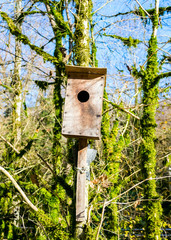 Nesting box on a tree