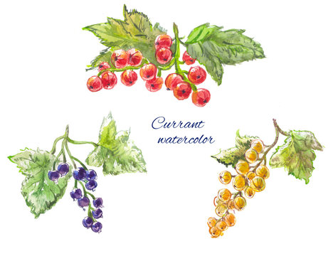 yellow, red and black currant. Watercolor set