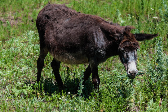 Little donkey outdoors