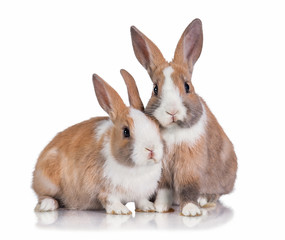 Two little dwarf rabbits isolated on white