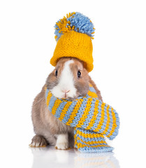 Funny rabbit dressed in a knitted hat and scarf isolated on white