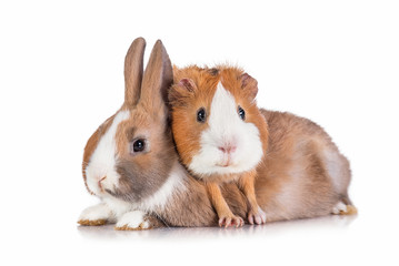 Funny guinea pig with little rabbit isolated on white - obrazy, fototapety, plakaty