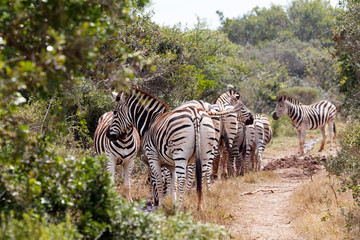 Fototapeta na wymiar Zebra family bundling up to go to the dam