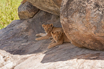 Fototapeta na wymiar Lion cubs lie in cleft between stones in shade. Serengeti National Park, Tanzania, Africa. 
