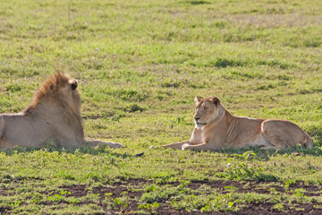 Lion male and female lie face-to-face in savanna. Ngorongoro Crater, Great Rift Valley, Tanzania, Africa. 
