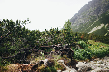 Fototapeta na wymiar charming stone path on nature in the mountains