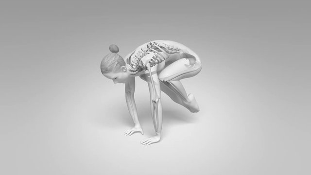 Yoga Crane Pose Of Stretching Female With Visible Skeleton