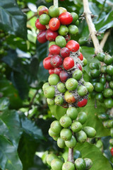 Coffee beans ripening on a tree.