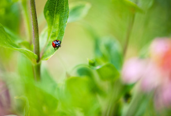 Little ladybug on a branch