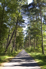 Læsø / Dänemark: Verträumter Weg durch den Dünenwald im Naturschutzgebiet Læsø Klitplantage