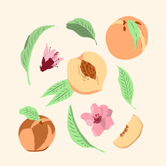 Векторная иллюстрация. Набор с персиками