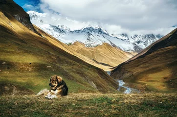 Poster Caucasian Shepherd dog sit on the top of a hill against Enguri river gorge and Shkhara mountain. Greater Caucasus Mountains Range on the background. Seen from Ushguli, Upper Svaneti, Georgia © bortnikau