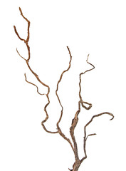 close up of dry branch