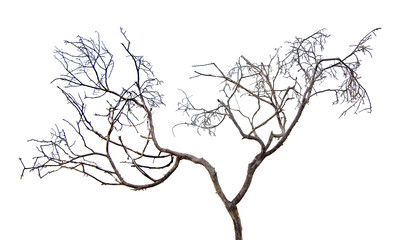 close up of dry branch