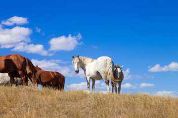 Naklejka na ściany i meble The herd of horses grazing on the pasture. Idyllic scenery with grazing horses