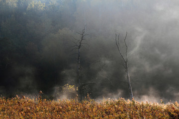 Uroczy Mglisty Jesienny ŚWIT © Wojciech Lisiński