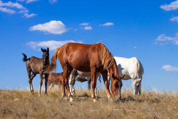 Fototapeta premium The herd of horses grazing on the pasture. Idyllic scenery with grazing horses