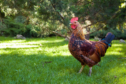 Rooster (Male Chicken) on nature background