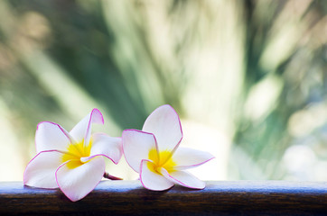 frangipani flowers
