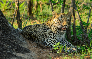 Leopard, Sabi Sand Game Reserve, South Africa