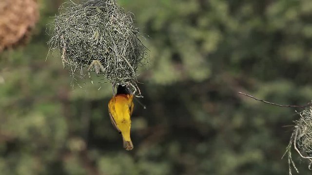 Speke's Weaver, ploceus spekei, Male working on Nest, Bogoria Park in Kenya, Real Time