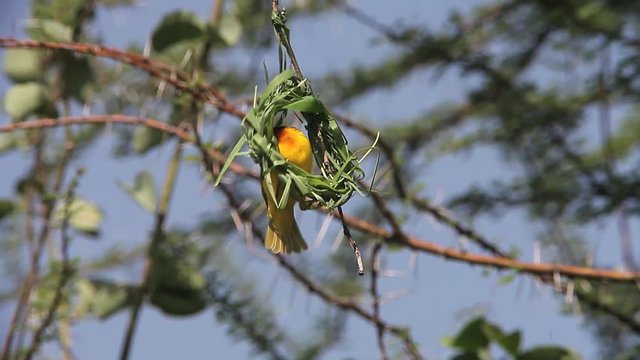 Speke's Weaver, ploceus spekei, Male working on Nest, Bogoria Park in Kenya, Real Time