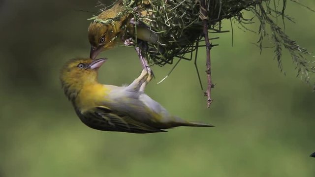 Speke's Weaver, ploceus spekei, Females Fighting on Nest, Bogoria Park in Kenya, Real Time