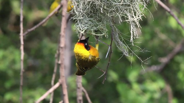 Speke's Weaver, ploceus spekei, Male standing on Nest, Bogoria Park in Kenya, Real Time