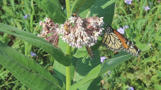 North American Monarch butterflies (Danaus plexippus) on milkweed flowers (Asclepias syriaca) with milkweed tiger moths (Euchaetes egle) and a goldenrod soldier beetle (Chauliognathus pensylvanicus