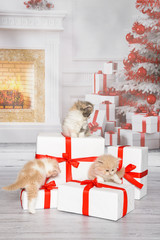 Drei niedliche Katzenbabys erkunden einen Stapel Geschenke in einem weihnachtlichen Wohnzimmer mit...