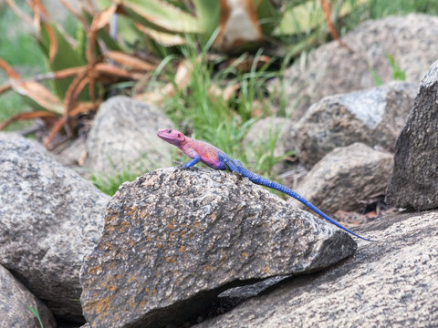 Pink and blue agama lizard sits on grey stone. Serengeti National Park, Great Rift Valley, Tanzania, Africa. 
