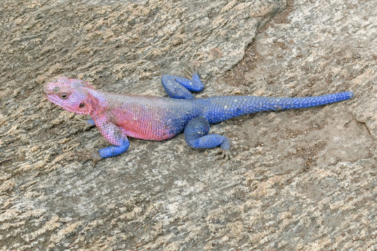 Pink and blue agama lizard sits on grey stone. Serengeti National Park, Great Rift Valley, Tanzania, Africa. 

