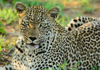 Fototapeta na wymiar Leopard Close Up, Sabi Sand Game Reserve, South Africa