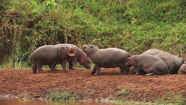 Hippopotamus, hippopotamus amphibius, Adults sleeping and Youngs playing, Masai Mara Park in Kenya, Real Time
