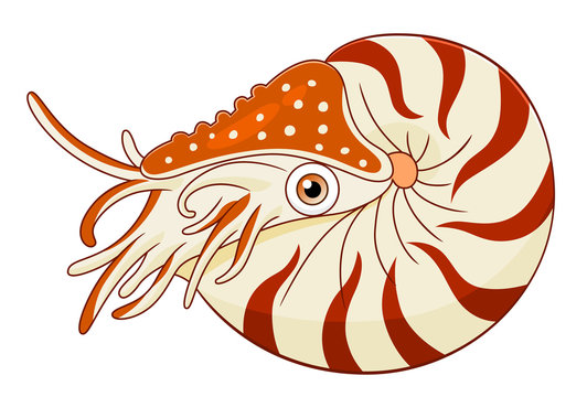 Cartoon nautilus