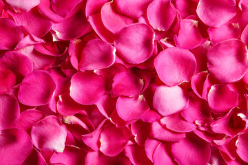 Fototapeta premium Rose petals, top view. Floral background. 