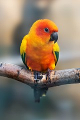 A brightly colored parrot (sun conure) sitting on a branch