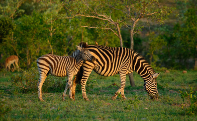 Fototapeta na wymiar Zebra Mare & Foal, Sabi Sand Game Reserve, South Africa