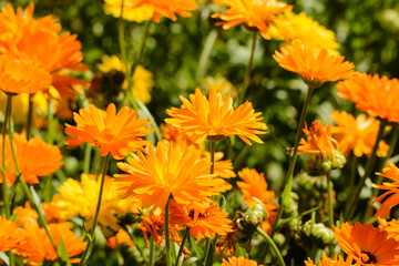 Close up from orange flowers on a meadow