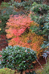 Japanese autumn